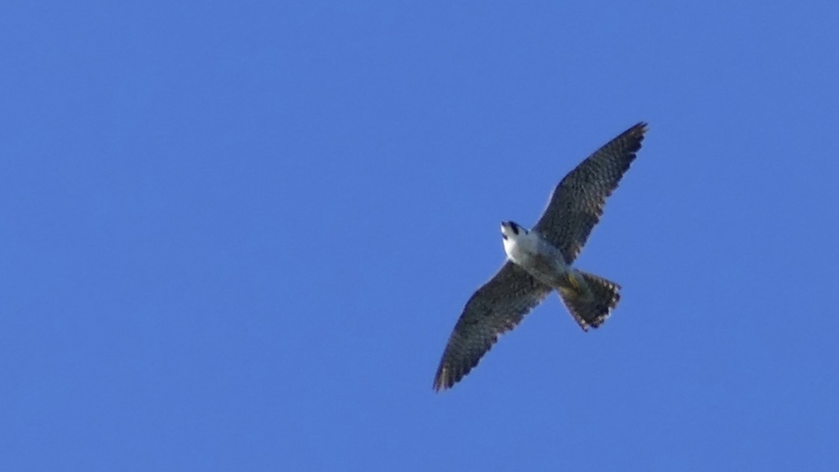 Peregrine Falcon - ML643788975