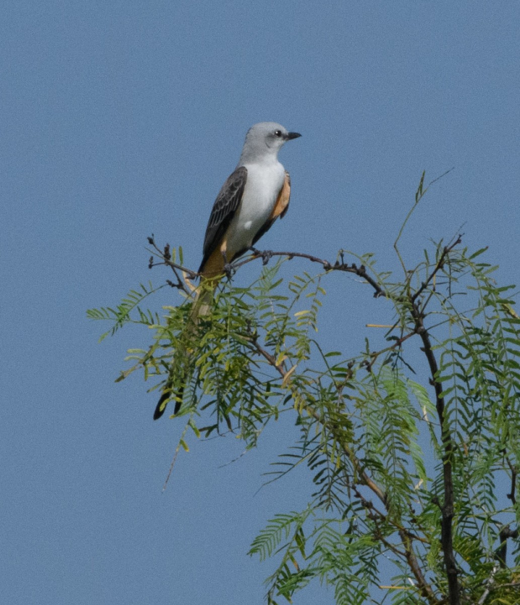Scissor-tailed Flycatcher - ML643788976