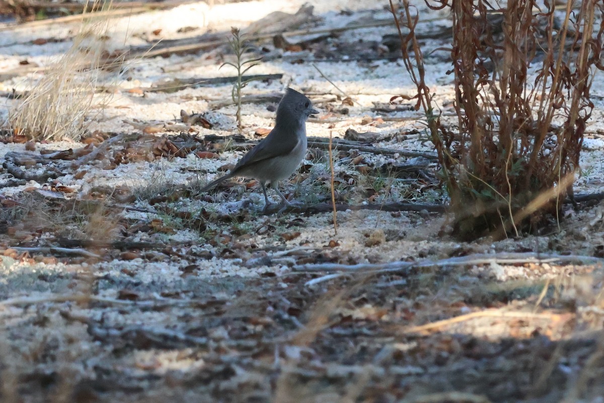 Oak Titmouse - ML643788977