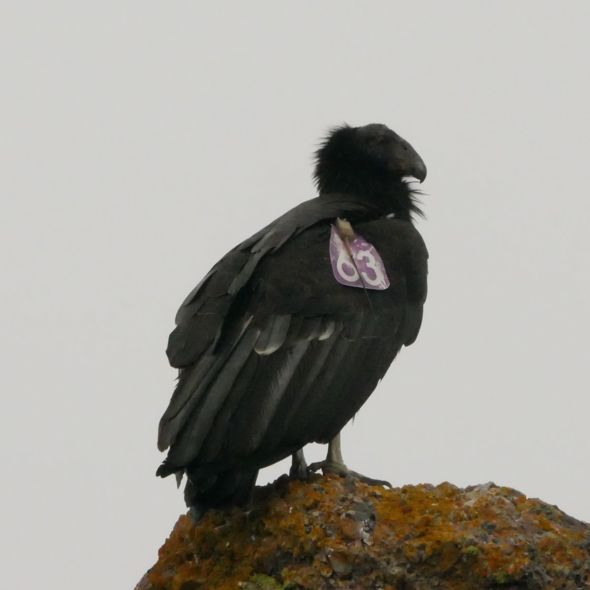 California Condor - ML643788978