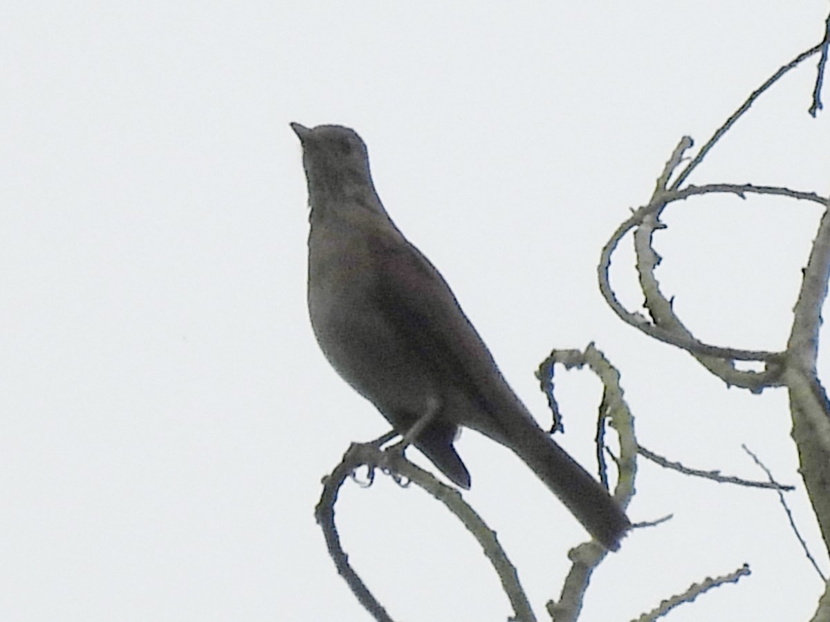 Pale-breasted Thrush - ML643788979