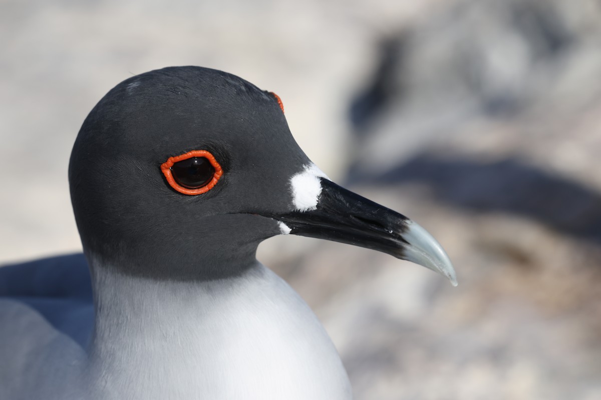 Swallow-tailed Gull - ML643788980