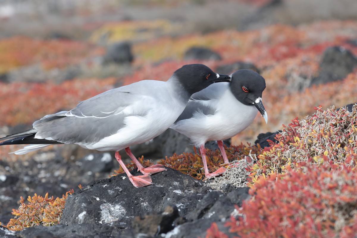 Swallow-tailed Gull - ML643788981