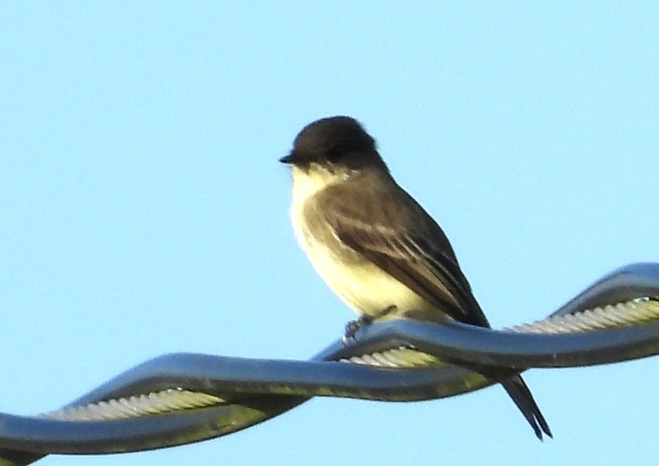 Eastern Phoebe - ML643788983