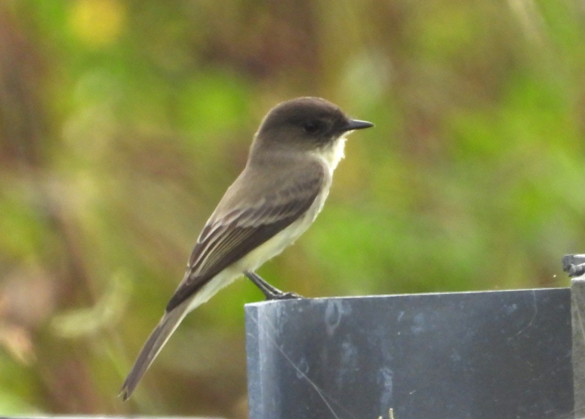 Eastern Phoebe - ML643788984