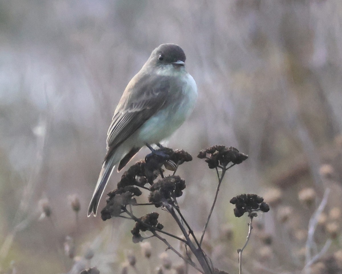 Eastern Phoebe - ML643788985