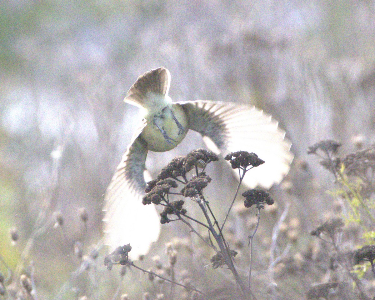 Eastern Phoebe - ML643788986
