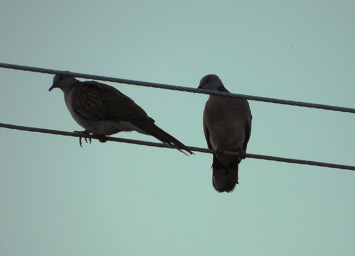 Spotted Dove - ML643788987