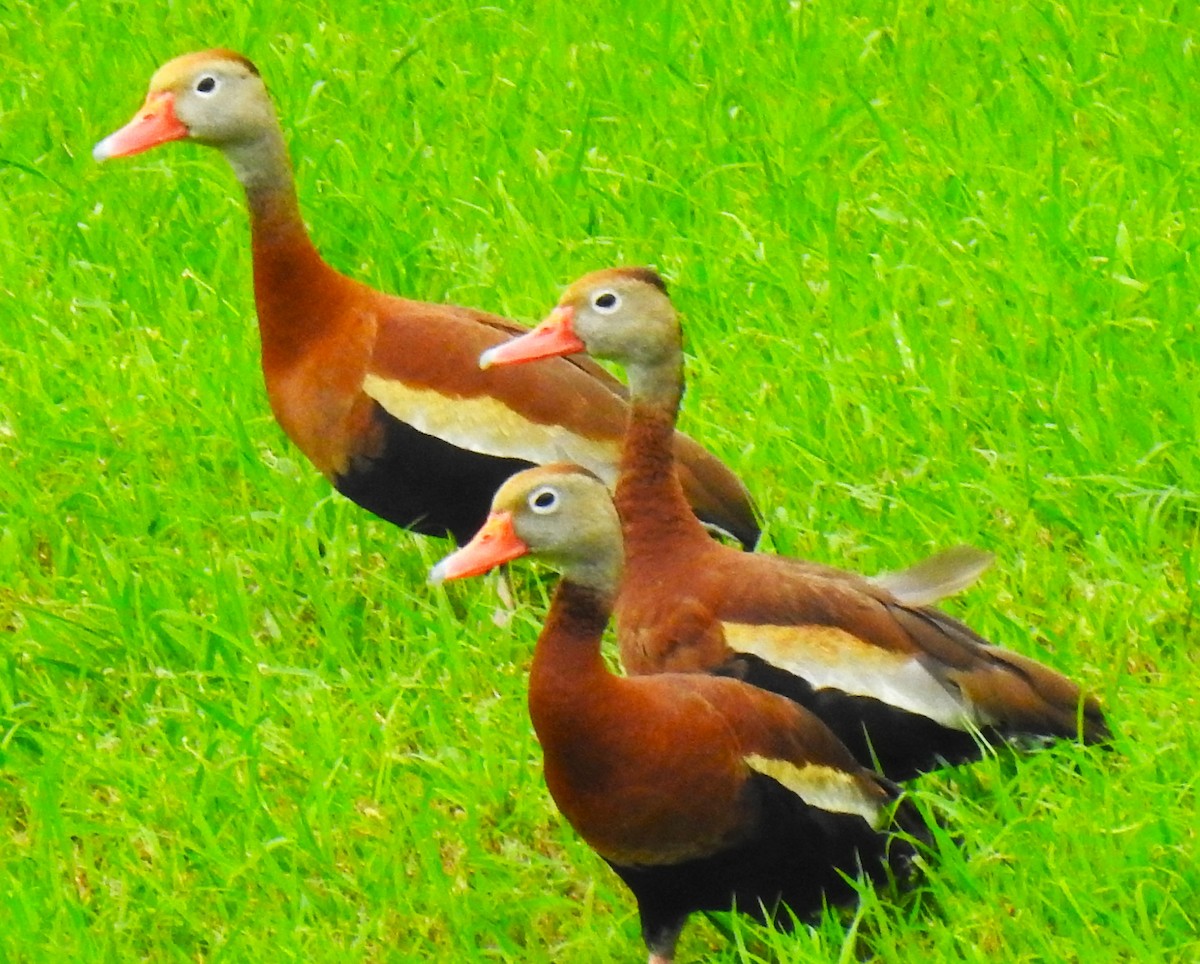 Black-bellied Whistling-Duck - ML643788988