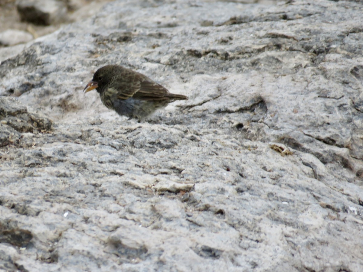 Common Cactus-Finch - ML643788989