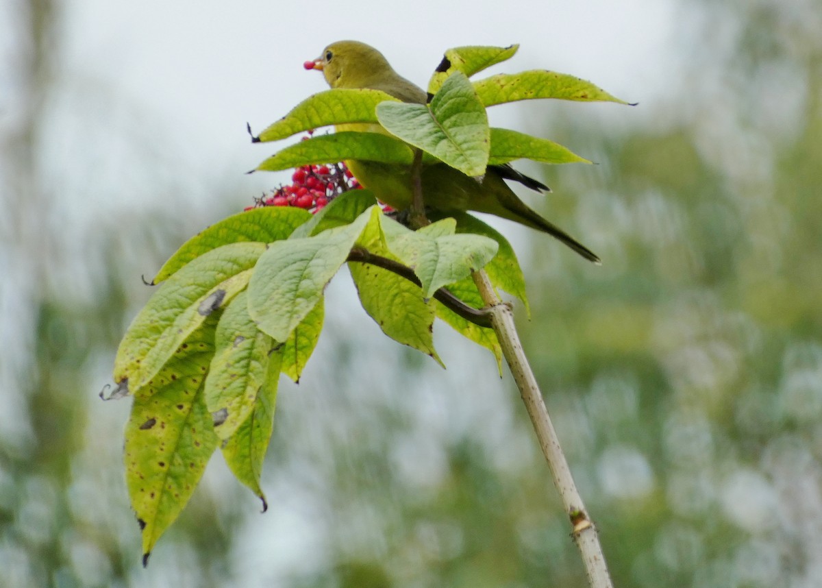 Western Tanager - ML643788990