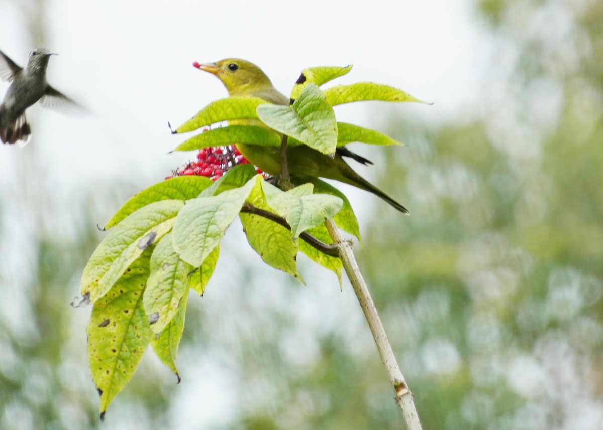 Western Tanager - ML643788991