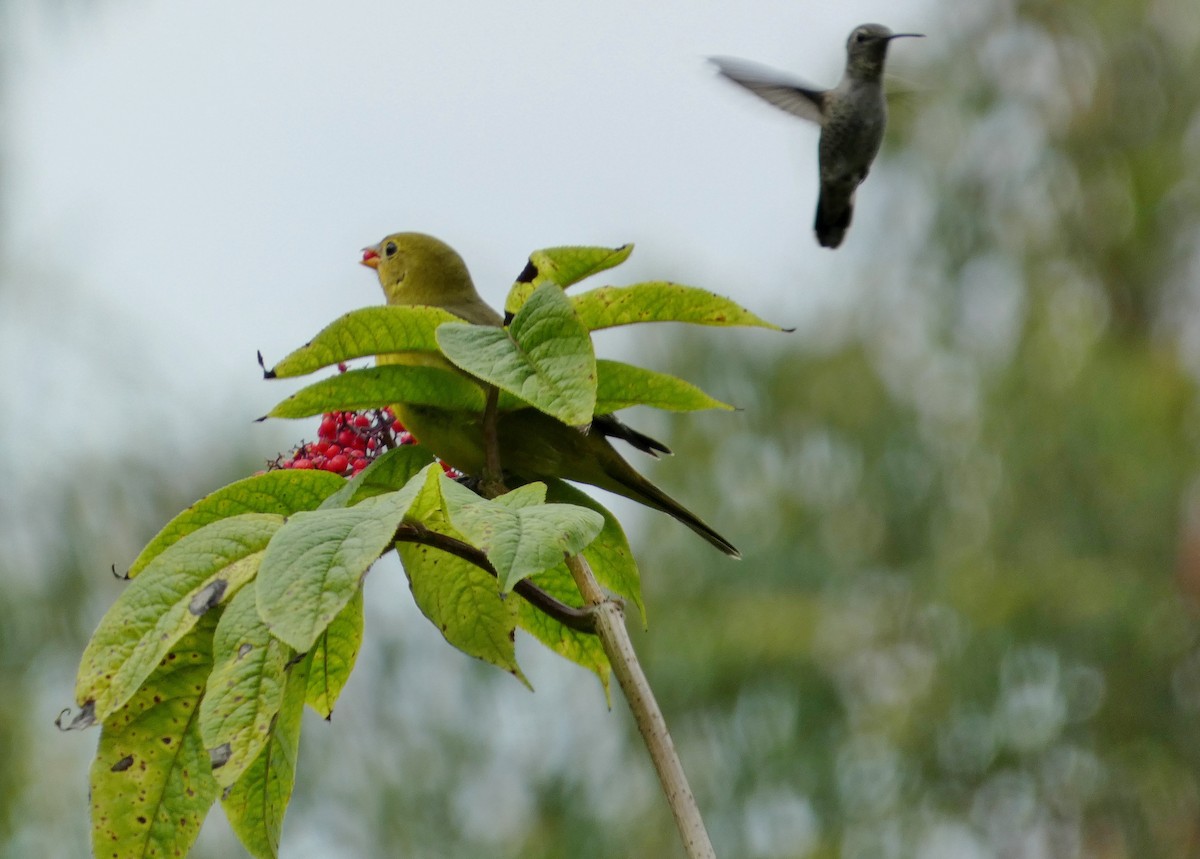 Western Tanager - ML643788992