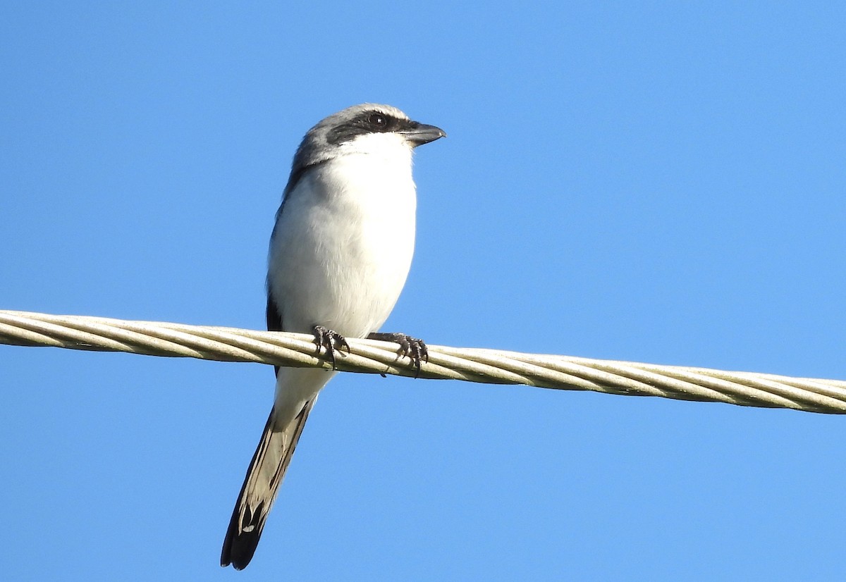 Loggerhead Shrike - ML643788993