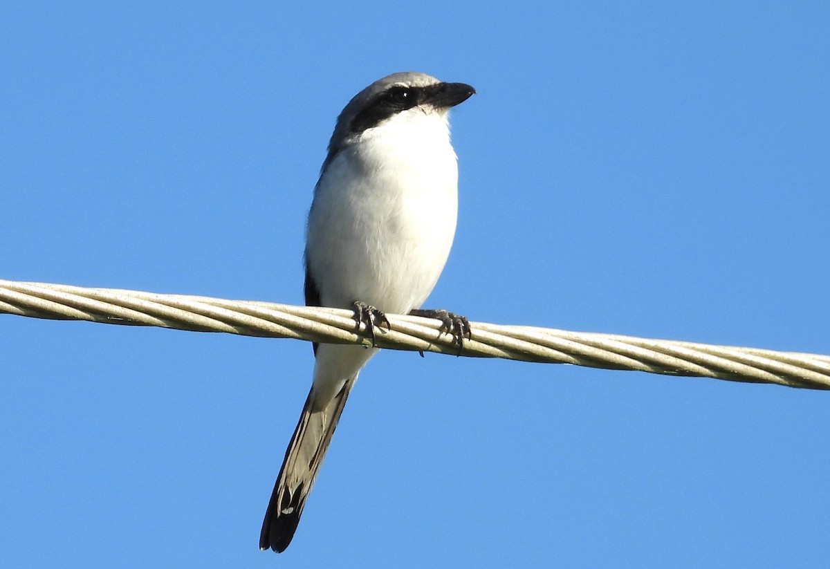 Loggerhead Shrike - ML643788994