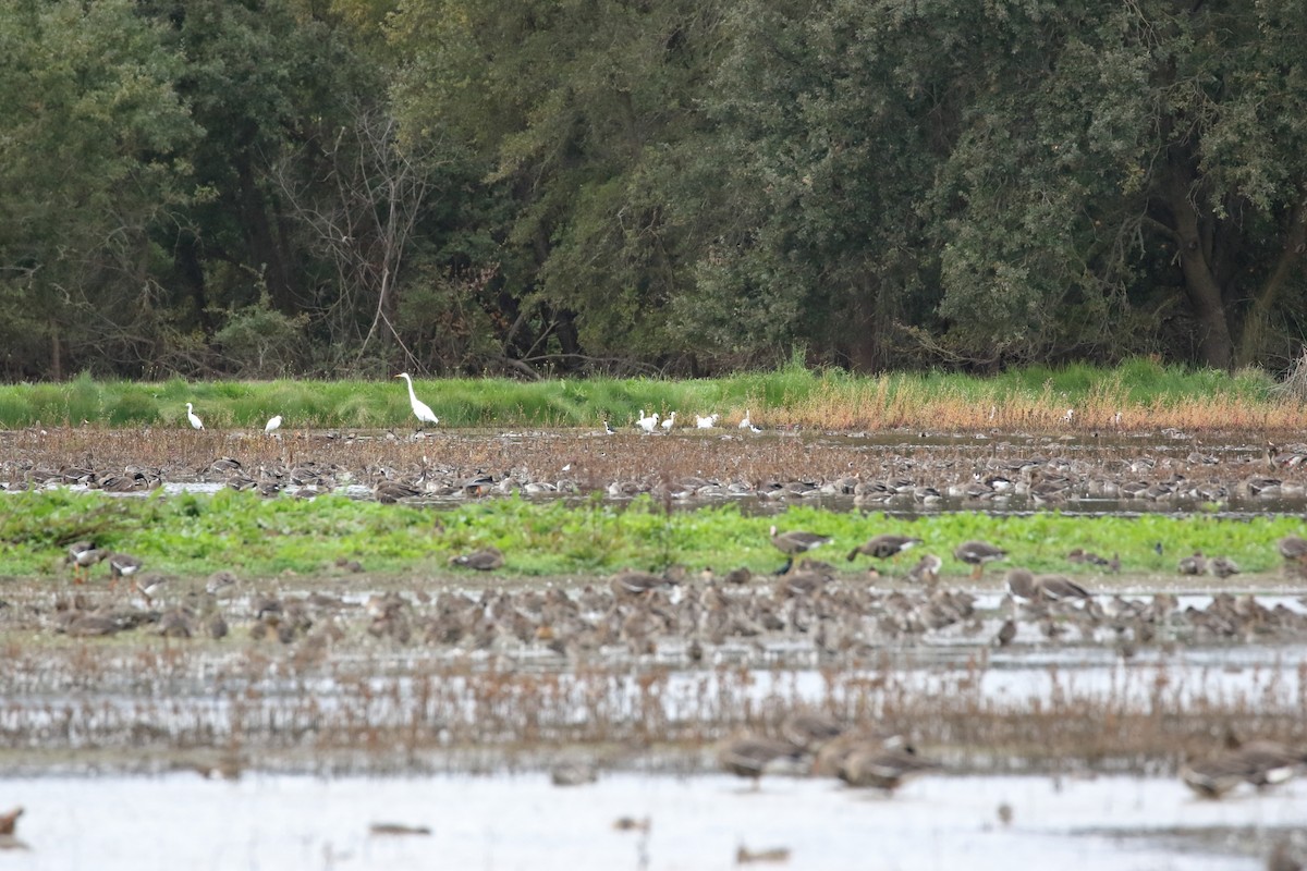 Snowy Egret - ML643788997