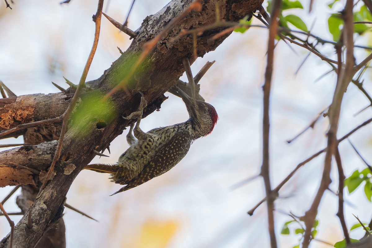 Golden-tailed Woodpecker - ML643788999