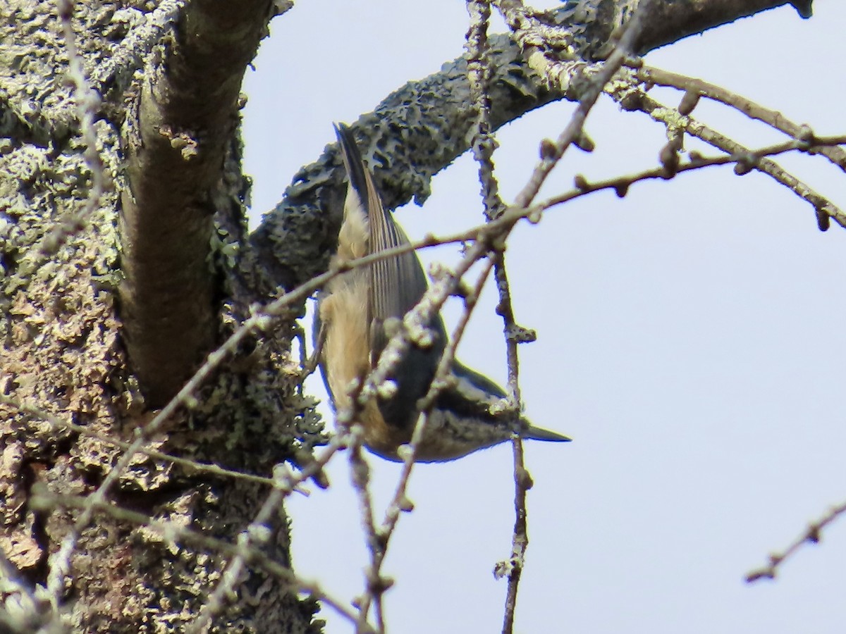 Red-breasted Nuthatch - ML643789012