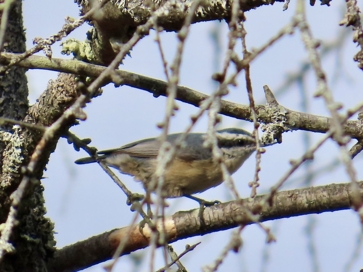 Red-breasted Nuthatch - ML643789013