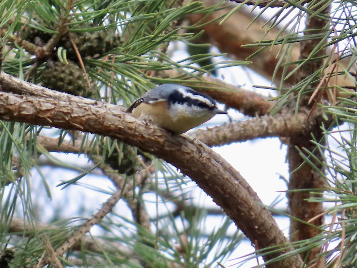 Red-breasted Nuthatch - ML643789014