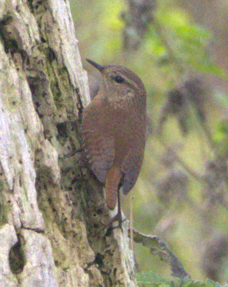Winter Wren - ML643789016