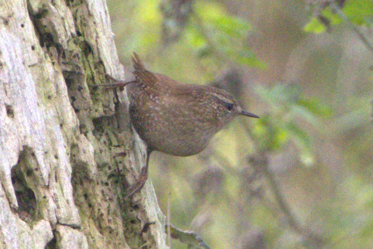 Winter Wren - ML643789017