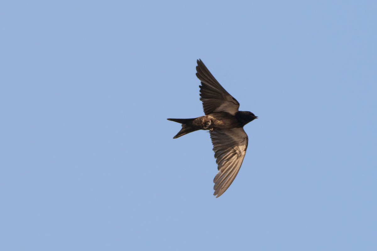 Black Sawwing - ML643789020