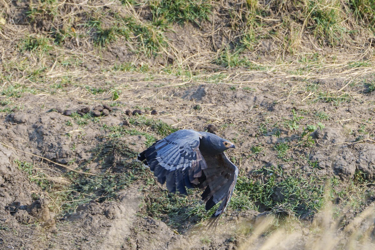 African Harrier-Hawk - ML643789033