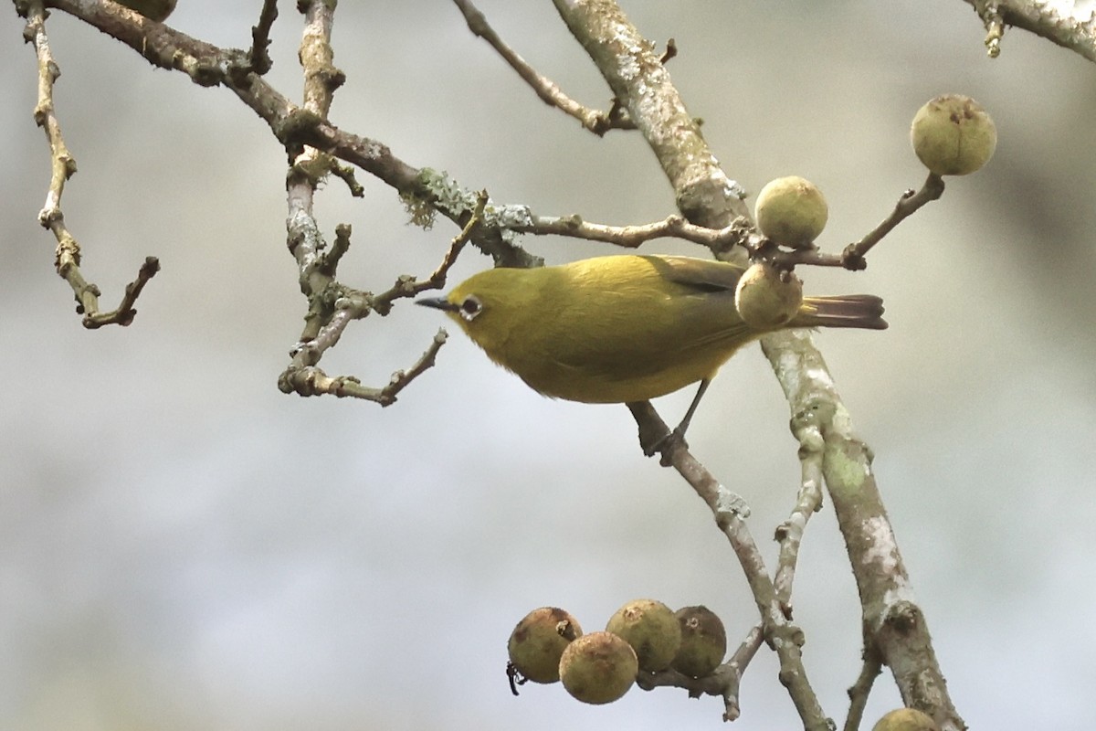 Angola White-eye - ML643789038