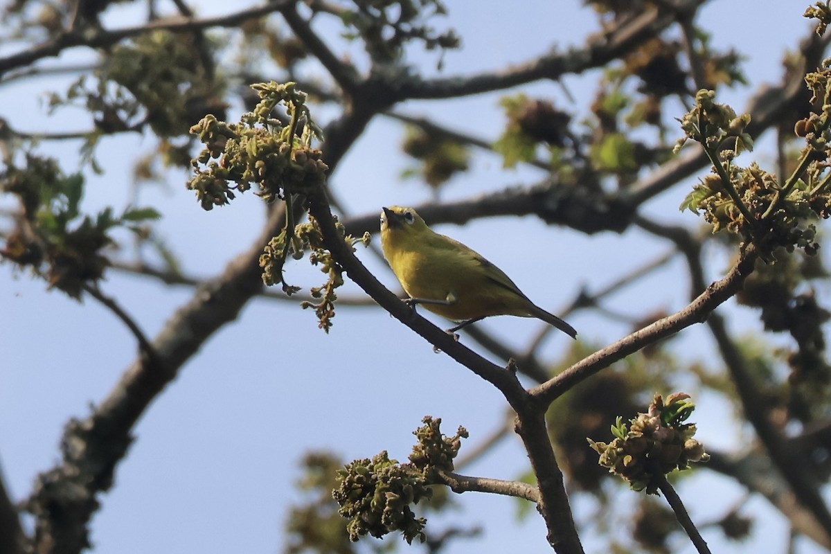 Angola White-eye - ML643789041