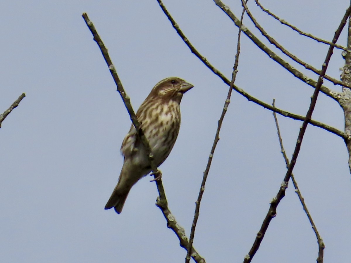 Purple Finch - ML643789044