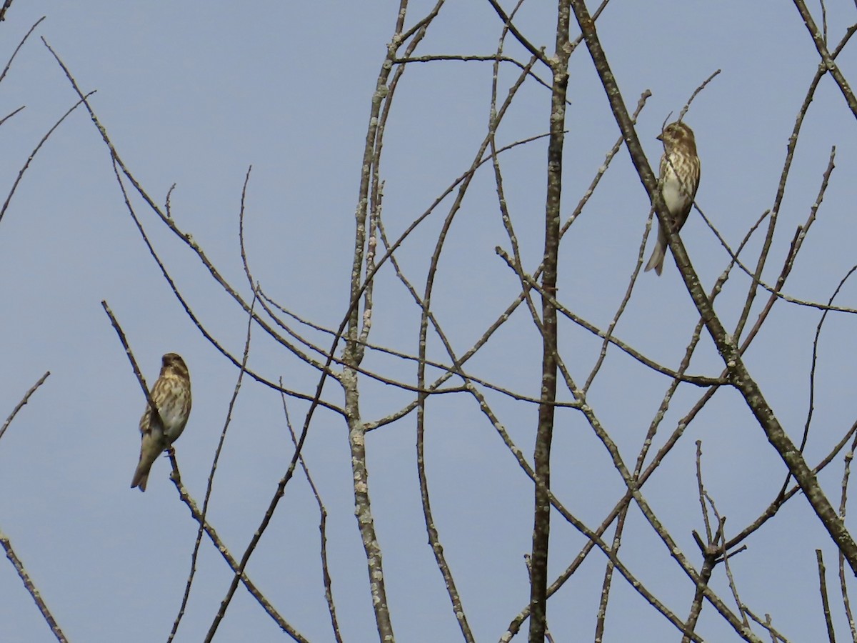 Purple Finch - ML643789045
