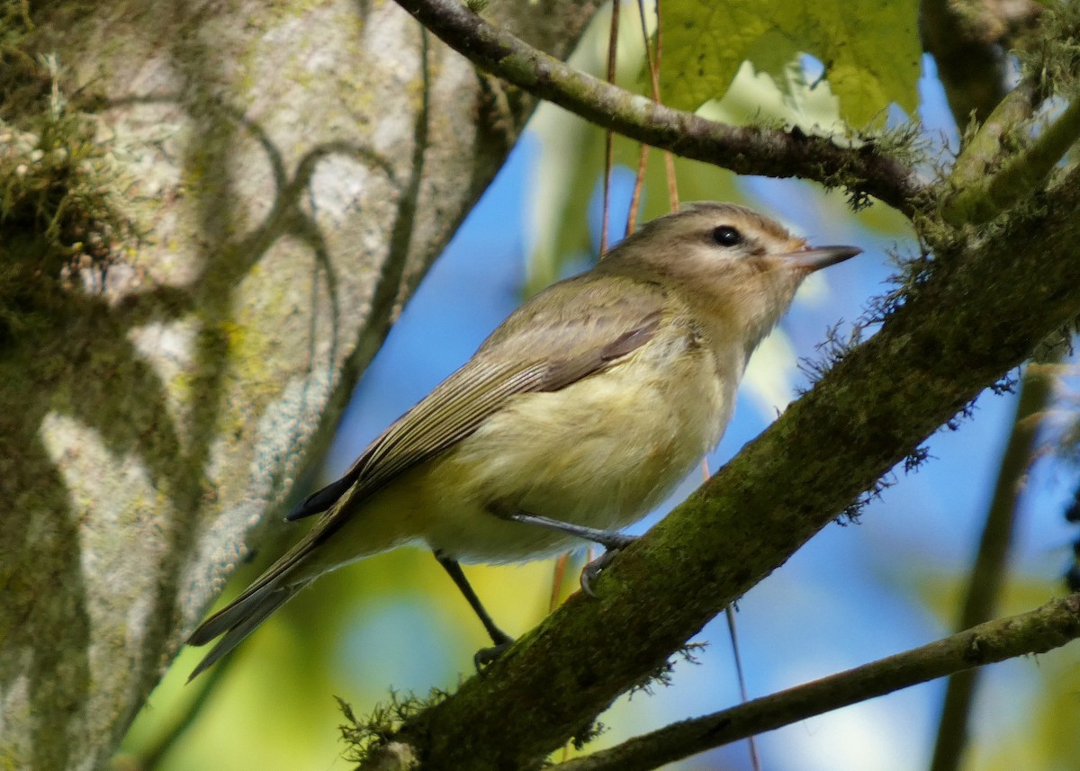 Warbling Vireo (Western) - ML643789048