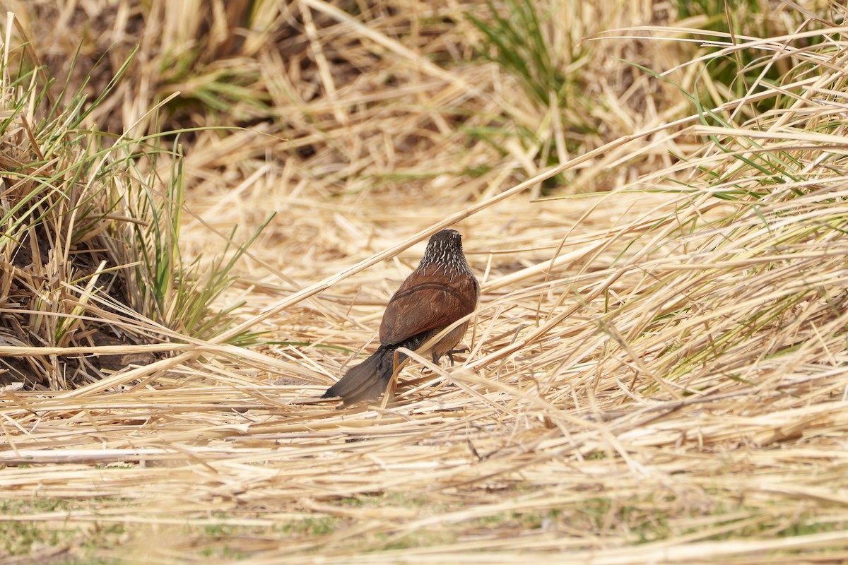 White-browed Coucal - ML643789054