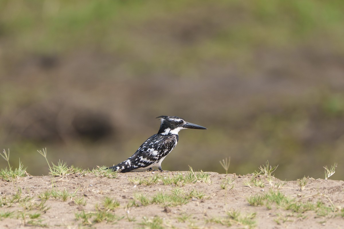Pied Kingfisher - ML643789094
