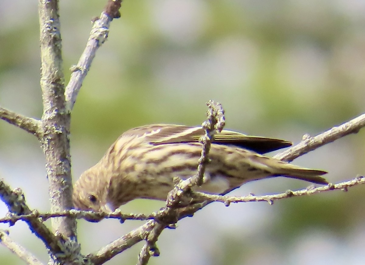 Pine Siskin - ML643789098