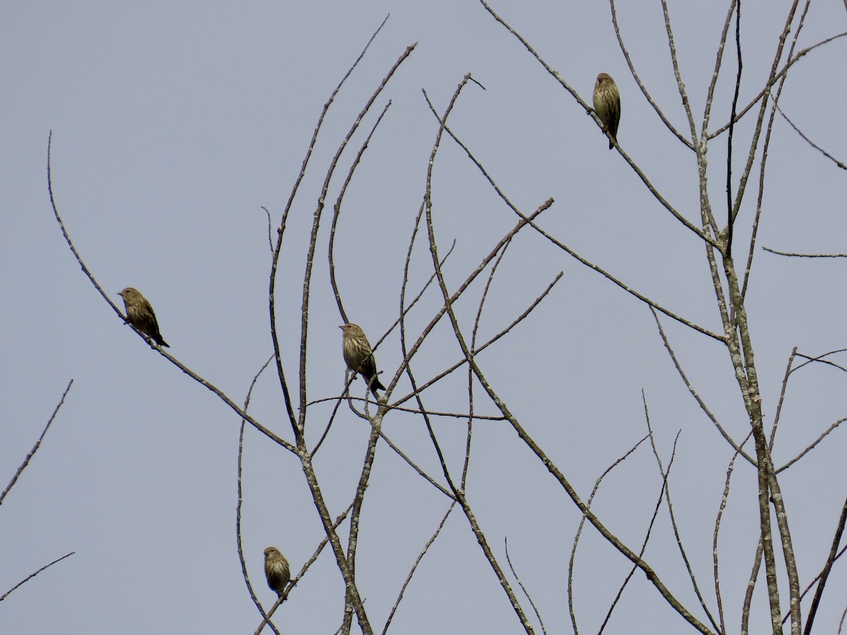 Pine Siskin - ML643789099