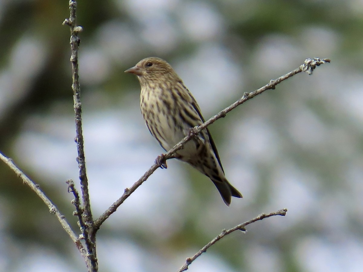 Pine Siskin - ML643789100