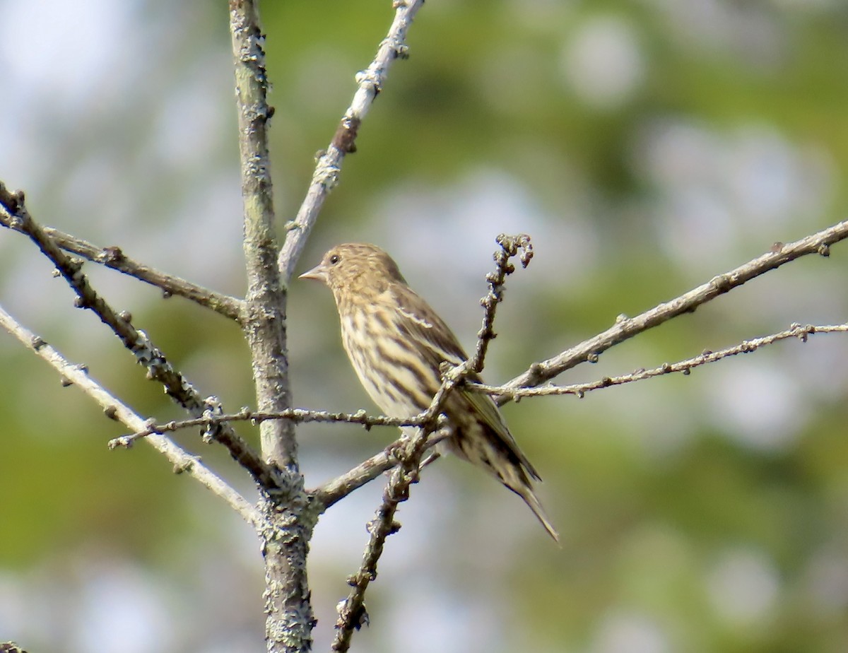Pine Siskin - ML643789101