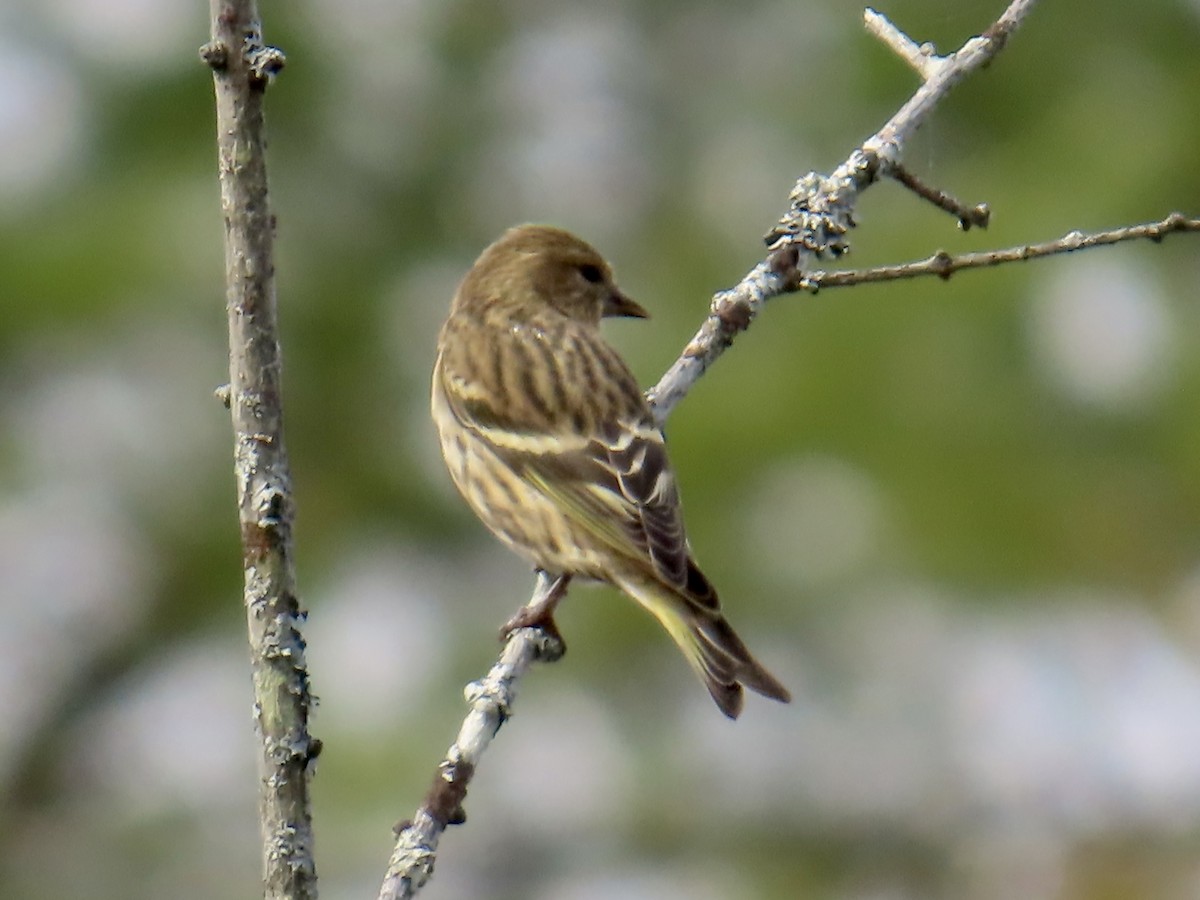 Pine Siskin - ML643789102