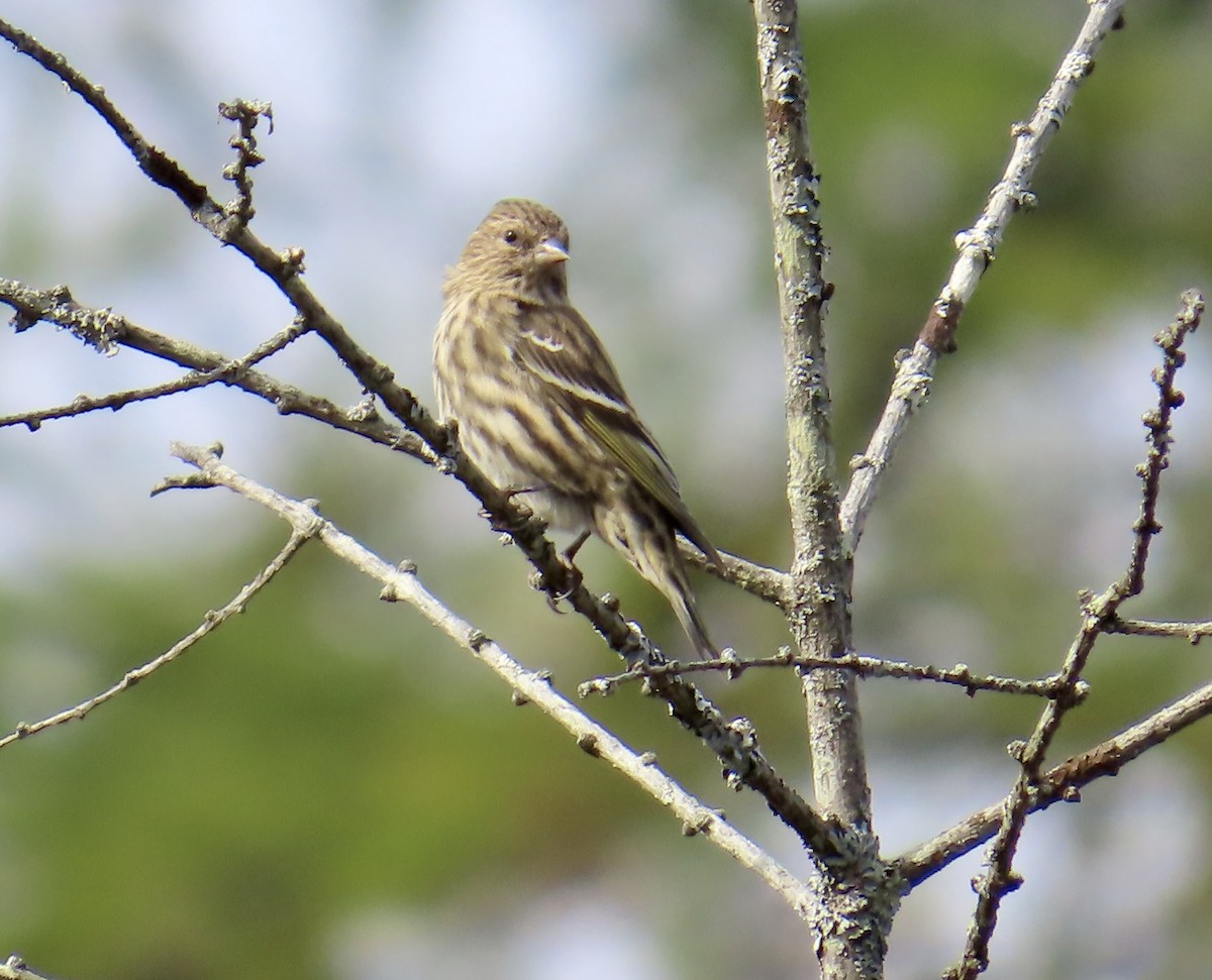 Pine Siskin - ML643789103