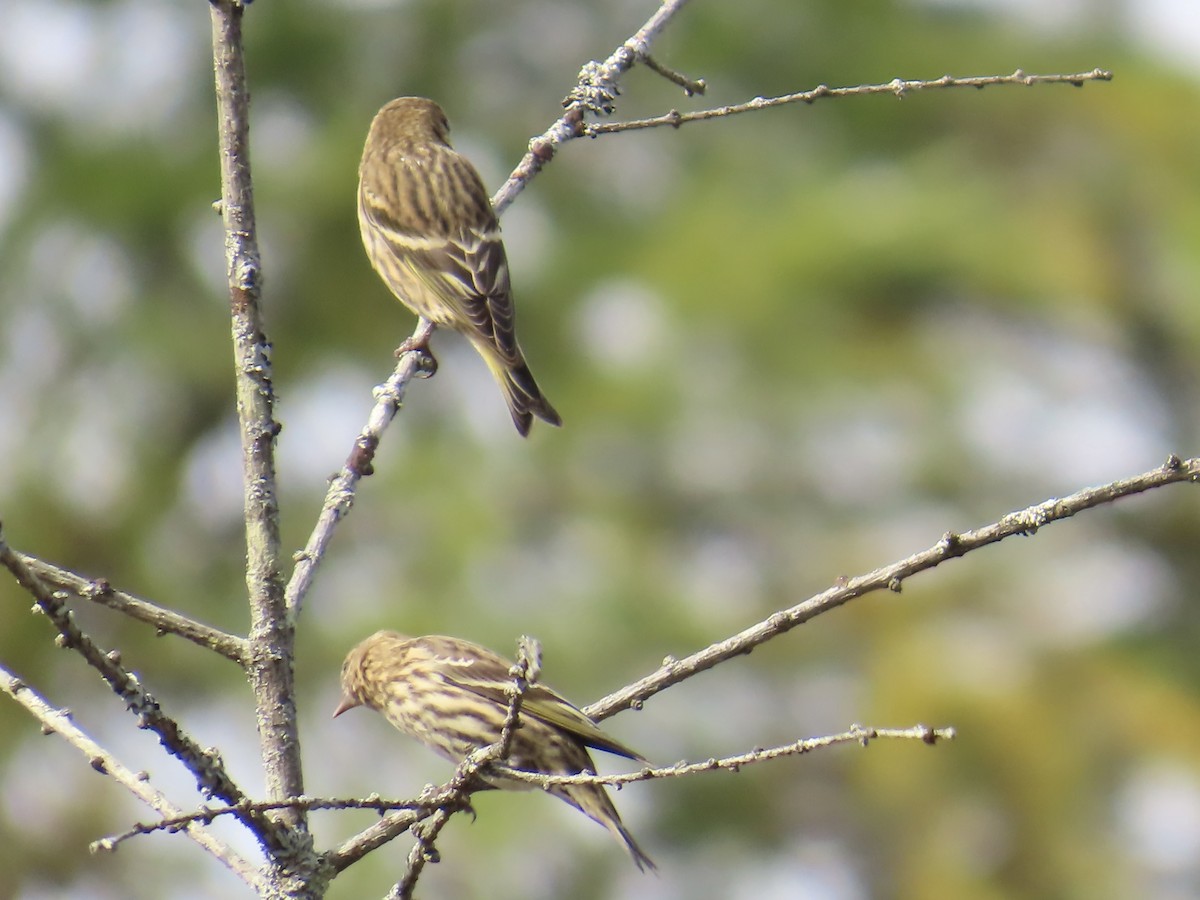 Pine Siskin - ML643789104