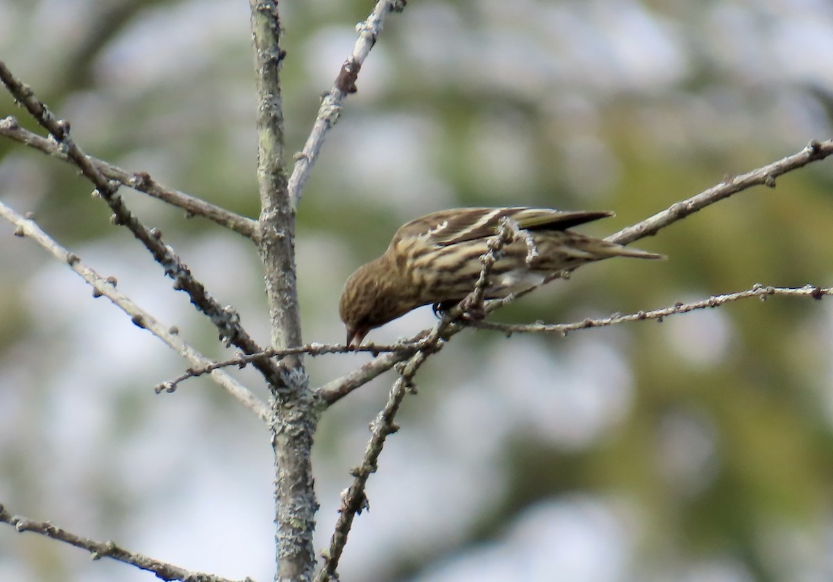 Pine Siskin - ML643789105