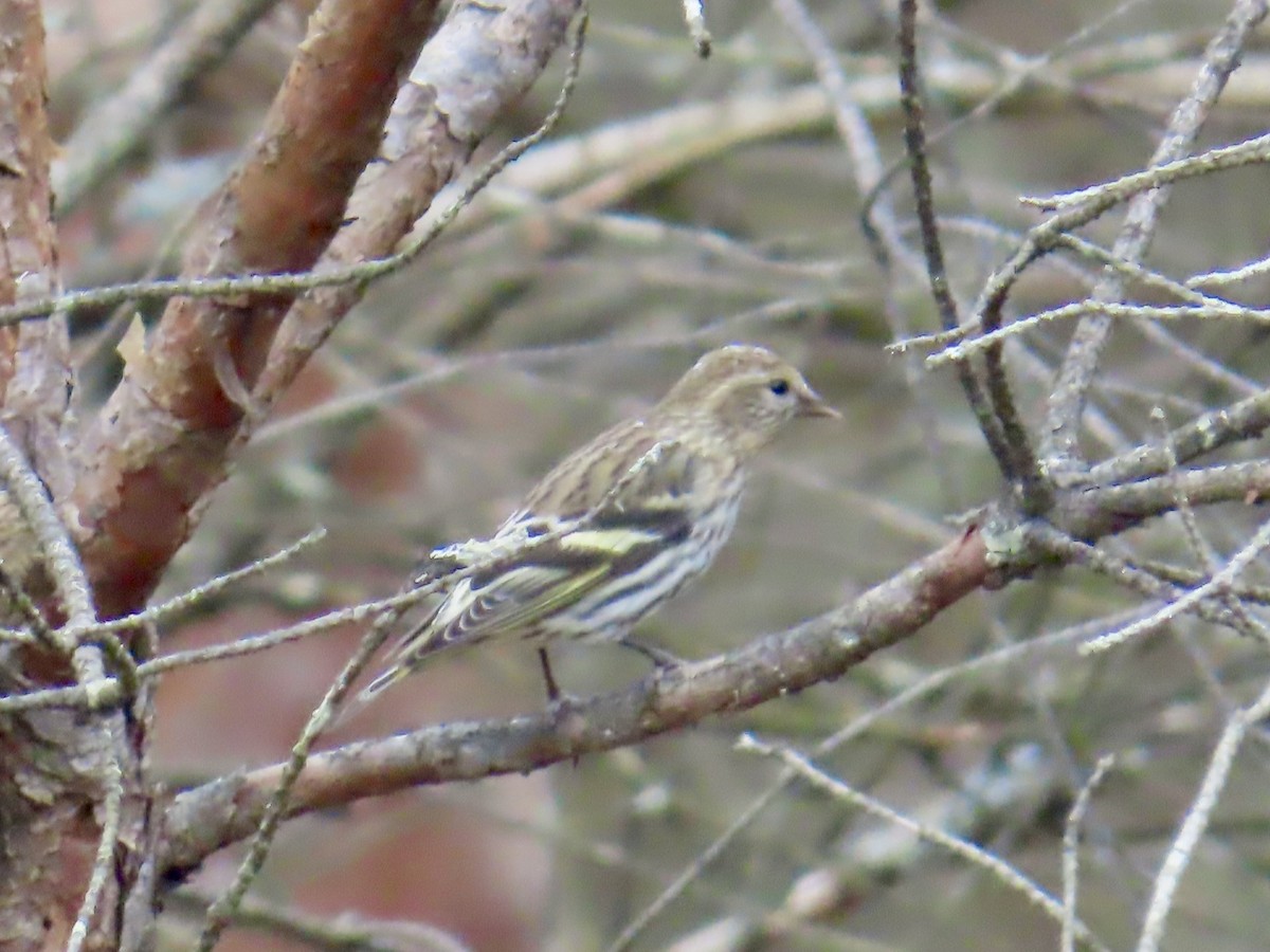 Pine Siskin - ML643789106