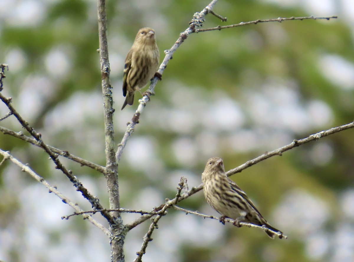 Pine Siskin - ML643789107