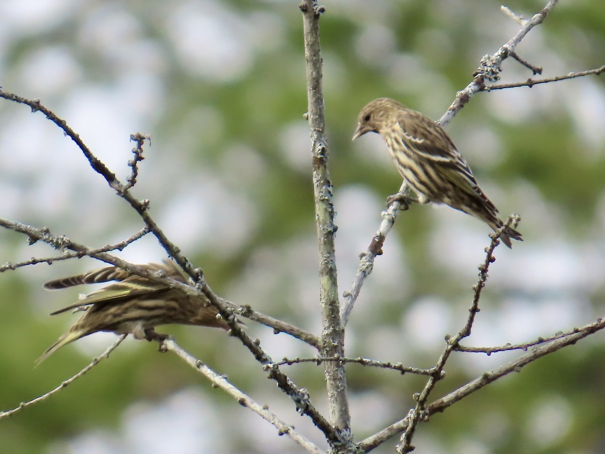 Pine Siskin - ML643789108