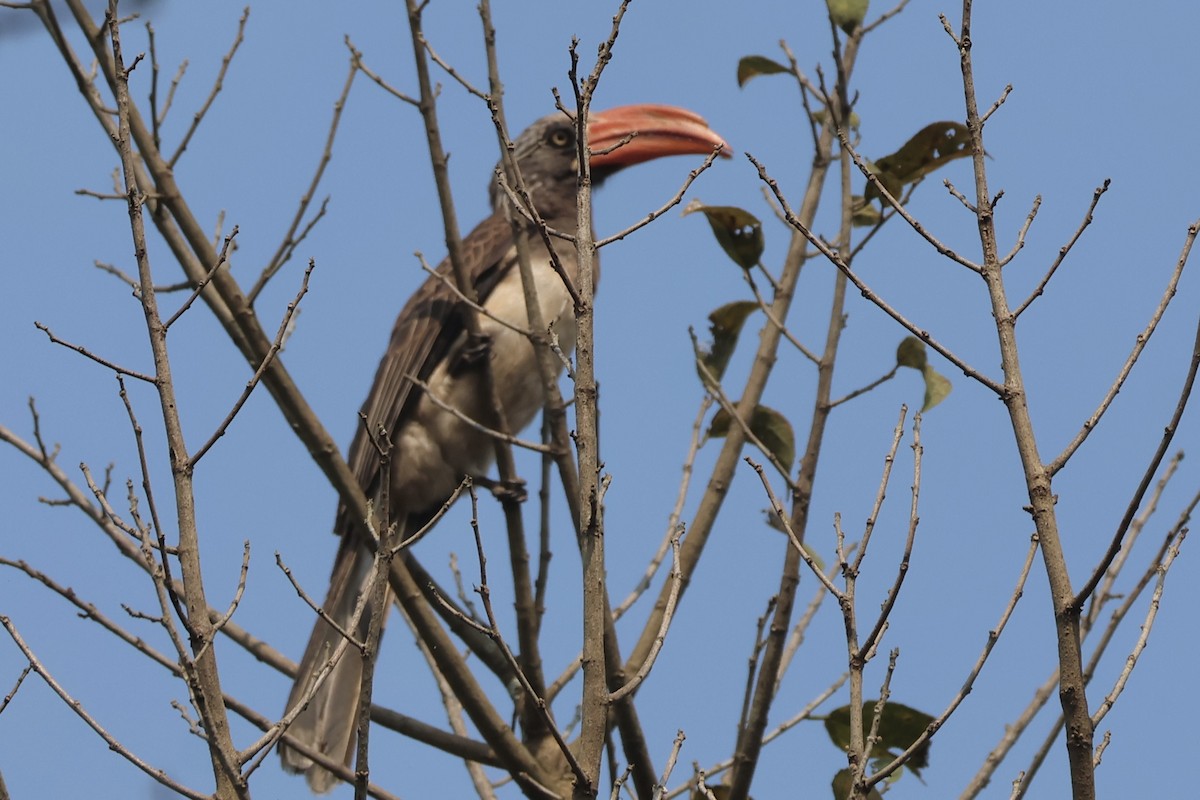 Crowned Hornbill - ML643789119