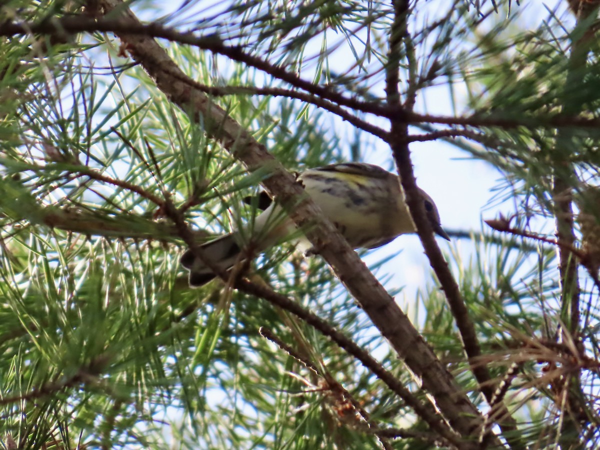 Yellow-rumped Warbler - ML643789121