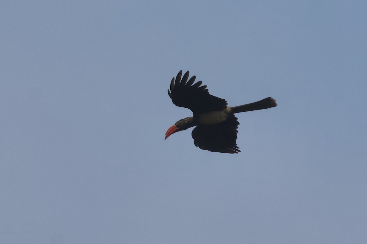 Crowned Hornbill - ML643789122