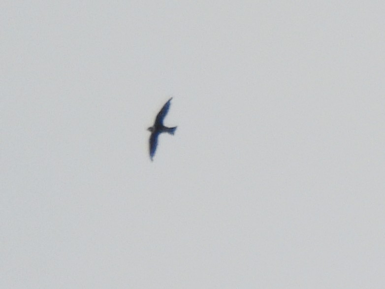 White-collared Swift - ML643789125
